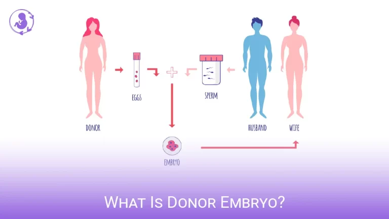 What Is Donor Embryo