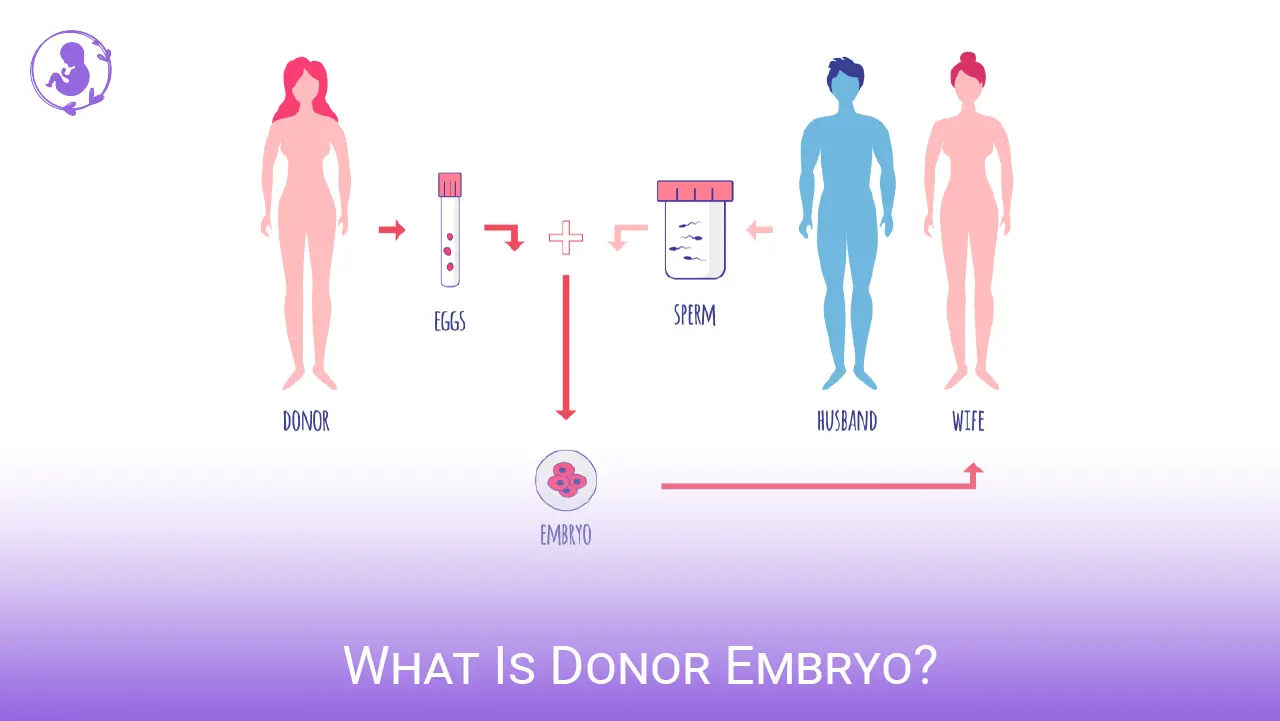 What Is Donor Embryo, Process, Benefits and Associated Costs